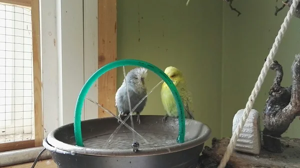 Wellensittich-Bild: Das flauschige Gespann beim Baden