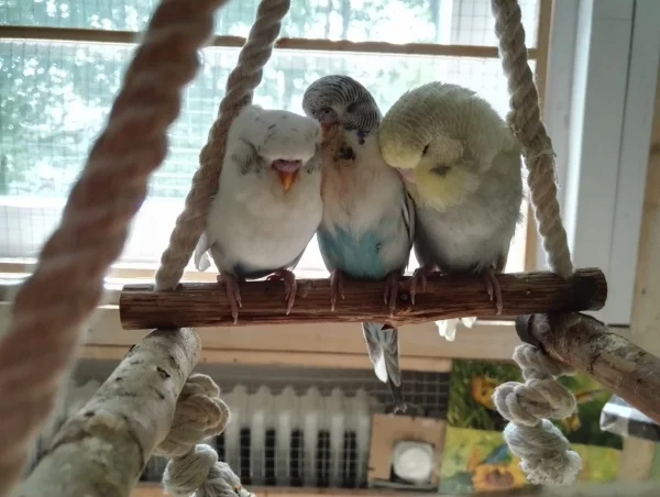 Wellensittich-Bild: Meine Frischlinge v.l.n.r.
Floh, Pepper und Charlie