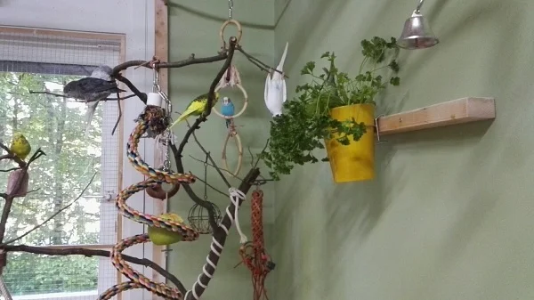 Wellensittich-Bild: Wer kopfüber frisst nimmt nicht zu