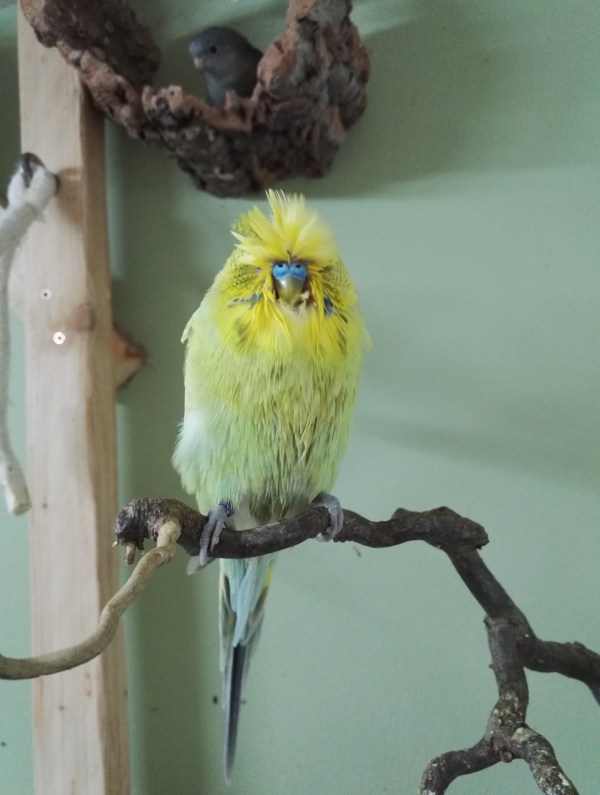Diego
