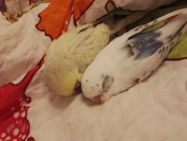 Wellensittich-Bild: Charlie und Floh im Land der Träume