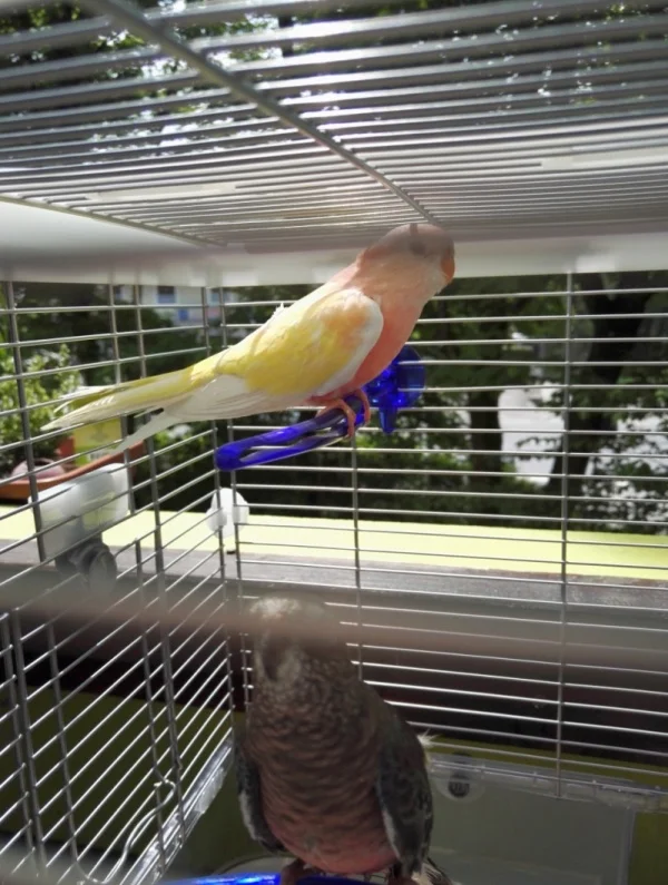 Wellensittich-Bild: Louis, noch etwas skeptisch