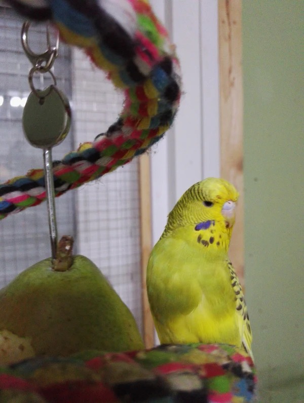 Wellensittich-Bild: Lecker Birne