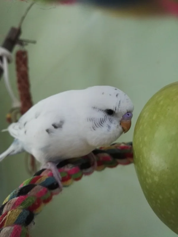 Wellensittich-Bild: der Bruder von Pepper