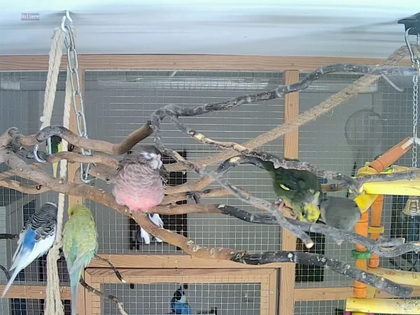 Wellensittich-Bild: Auch wieder ein Bild direkt aus der Volieren Cam.
Zu sehen sind von rechts nach links: Kivy und Jamie beim kraulen
Lilly am Dösen
und, bahnt sich da was an???? Diego und Bella.