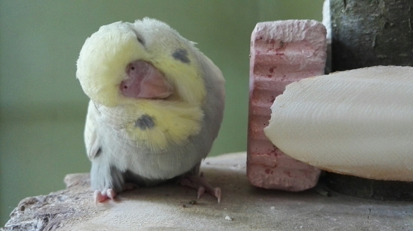 Charlie