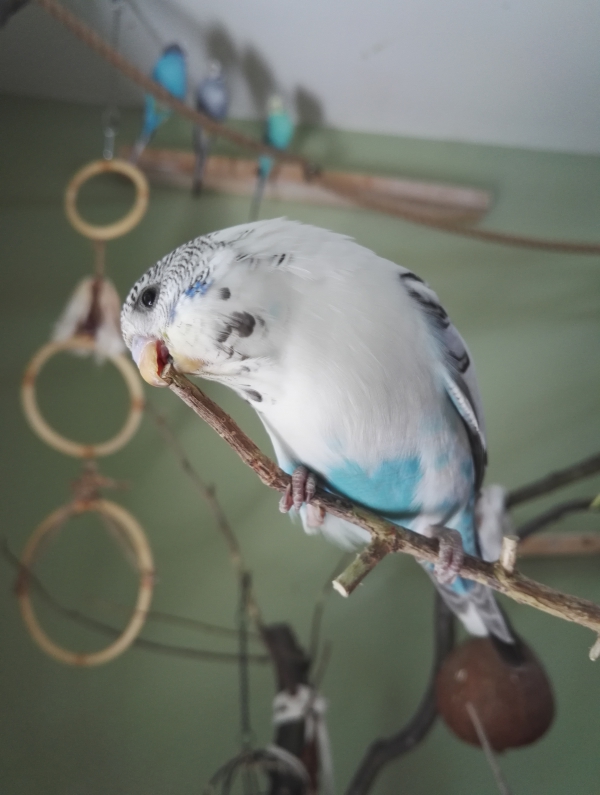 Pepper