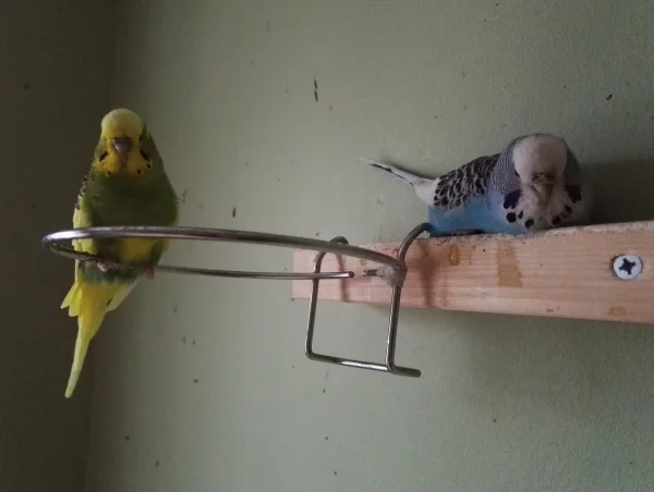 Wellensittich-Bild: Beide sind Findel- Wellis 