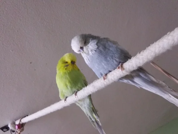 Wellensittich-Bild: Unser Diego hat auch den Spitznamen Bärchen.
Zusammen sind sie Teddy Bärchen :D