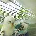 Floh, bereits mit 6 Wochen
