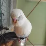 Floh, I\'m sweet