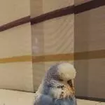 Mein Rico