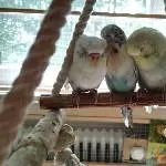Baby Gruppenkuscheln