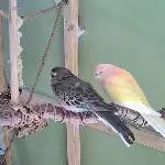 Lilly und Louis
