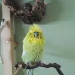 Diego, stylisch