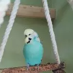 Coco, Weiberheld