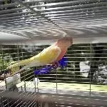 Mein erster Bourkii Hahn