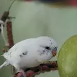 Mein kleiner Floh