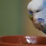 Mein kleiner Rico