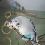 Pepper Sternzeichen Holzwurm