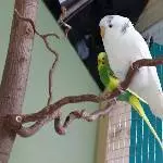 Peach und Moritz