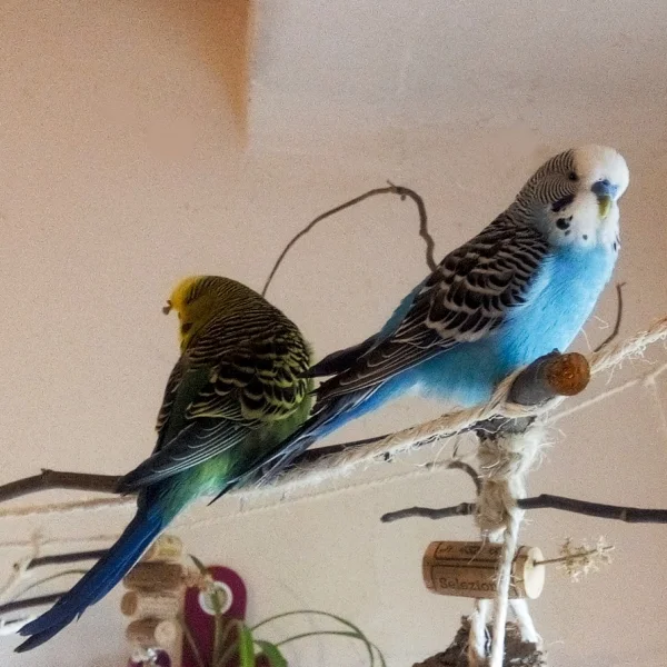 Wellensittich-Bild: Albus chillt und Minerva sorgt für Sauberkeit