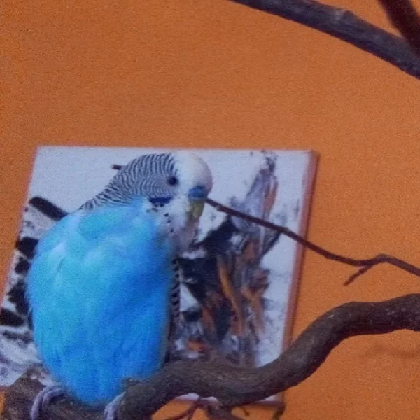 Wellensittich-Bild: Er schaut einfach auf jedem Bild süß aus, ob scharf oder nicht...