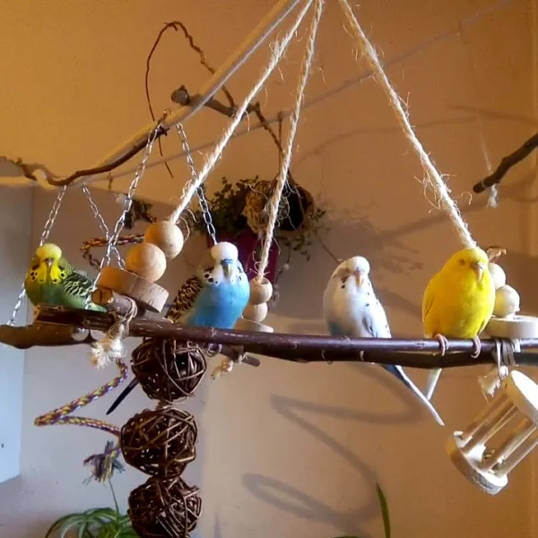 Wellensittich-Bild: Minerva, Albus, Sirius und Fleur <3
