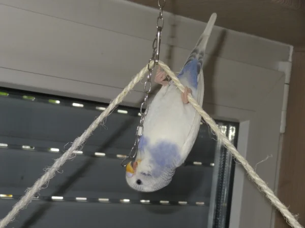 Wellensittich-Bild: Die kleine Maus klettert für ihr Leben gern.