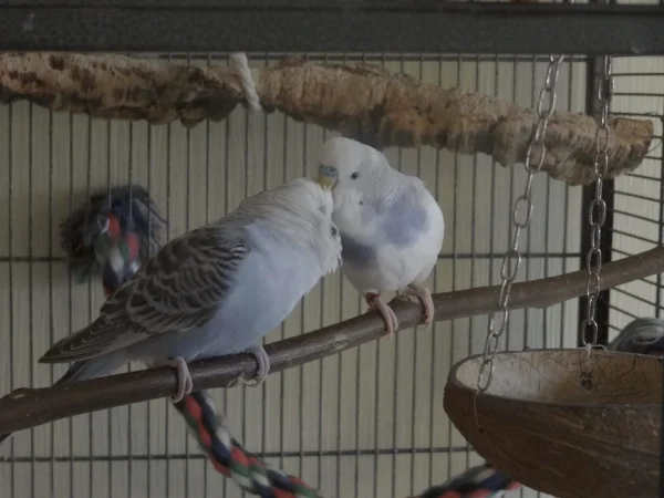 Wellensittich-Bild: Blue und Timmy beim seltenen Kraulen. Meistens werden sie von Lotto gestört.