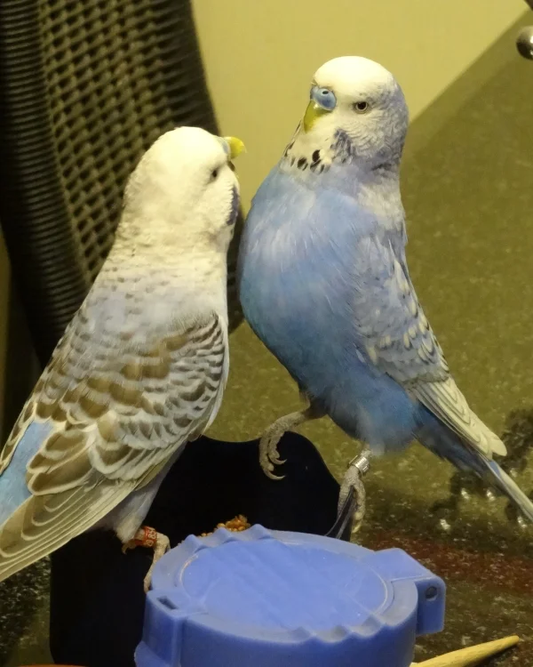 Wellensittich-Bild: Da haben Herkules und Blue die Naschdose mit den Leckerlis entdeckt. 