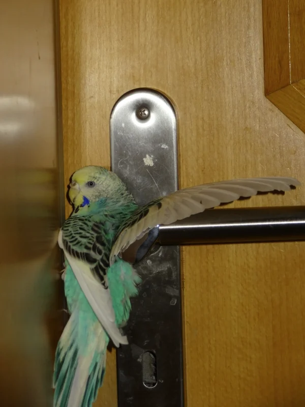 Wellensittich-Bild: Kucki versucht jeden morgen als erstes ins Nachbarzimmer zu gelangen, koste es, was es wolle...