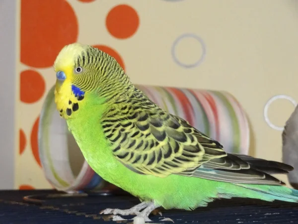 Wellensittich-Bild: Hier ein Bild von Rocky in all seiner Pracht :)