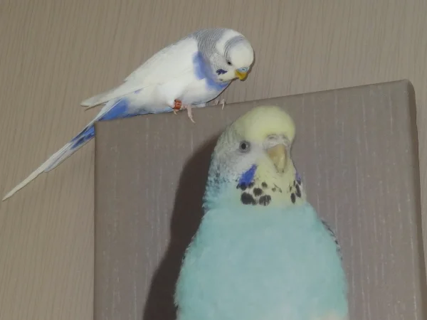 Wellensittich-Bild: Als würde Timmy unsere Cookie erkennen.