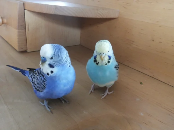 Wellensittich-Bild: Einer ihrer Lieblingsplätze war mein bester Schrank. Leider kann man auf Holz nicht alle Flecken entfernen, aber sie waren einfach zu süüüß.
