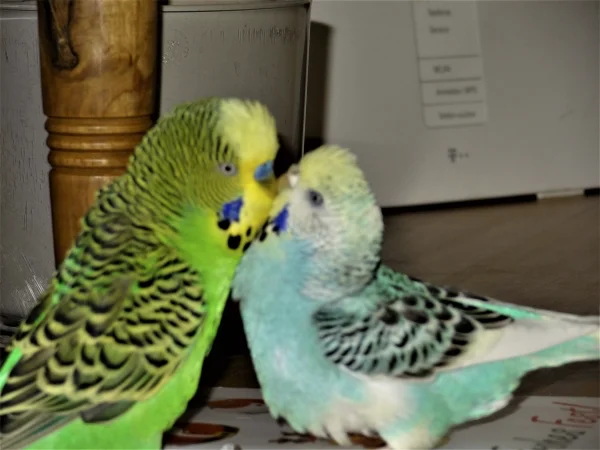 Wellensittich-Bild: Ausnahmesituation. So langsam scheint Kucki die Trauer um ihren geliebten Charlie überwunden zu haben und lässt sich Rocky´s Werben gefallen.