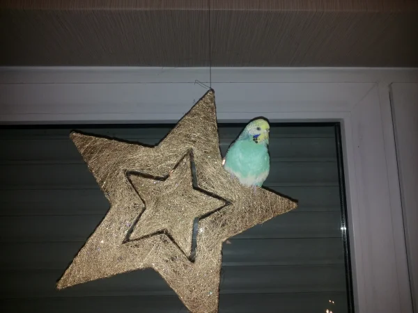Wellensittich-Bild: Die Weihnachtsdeko gibt immer wieder neue Sitzplätze her.