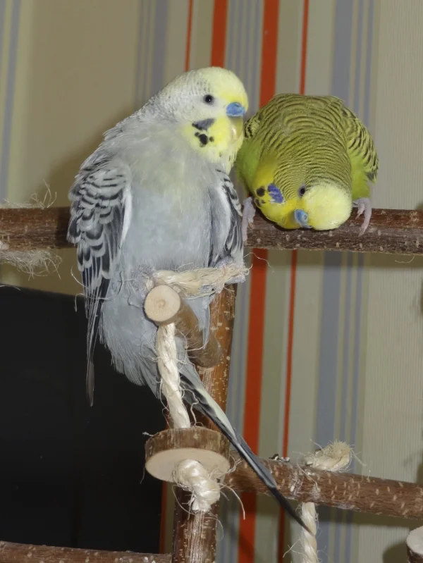 Wellensittich-Bild: Joschi bei seiner Lieblingsbeschäftigung und Kiwi schaut sehr intressiert zu