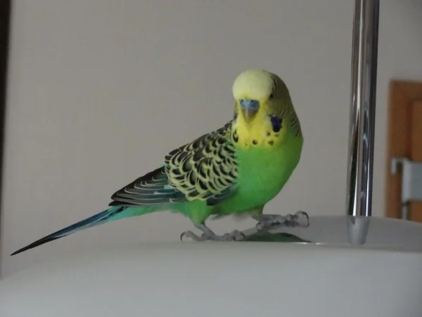 Wellensittich-Bild: Auch mal ein netter Landeplatz: die Wohnzimmerlampe.