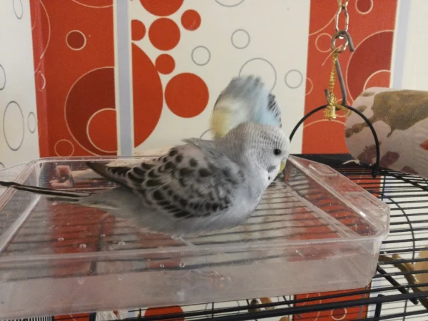 Wellensittich-Bild: Das ist ganz alleine meine Badewanne. Hier plansche ich fast jeden Tag.
