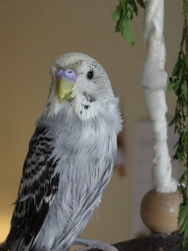 Wellensittich-Bild: Joschi, meine kleine Wasserratte...
Wo ist denn jetzt bloß mein Gelb im Gesicht hin? 