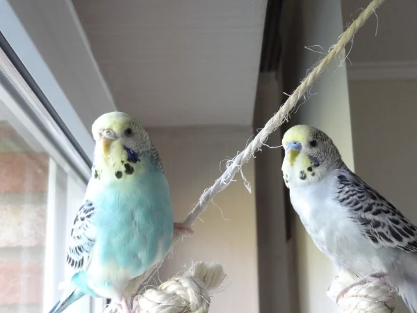 Wellensittich-Bild: Draußen gibt es immer viel zu sehen. Joschi und Kucki sitzen gerne am Fenster.