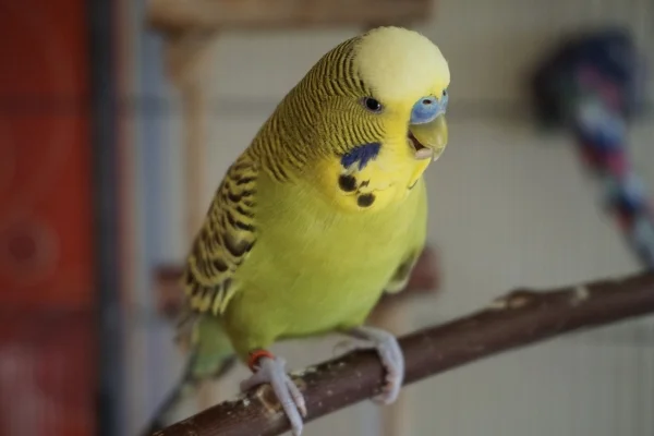 Wellensittich-Bild: Kiwi liebt Haferkörner
