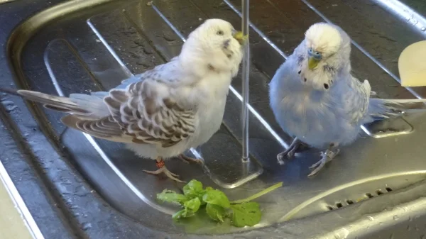 Wellensittich-Bild: Herkules und Blue baden gerne unter fließendem Wasser
