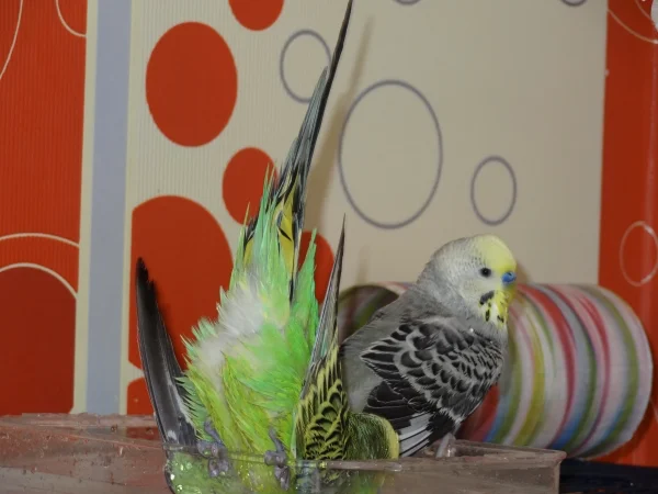 Wellensittich-Bild: Meine beiden Bademeister Rocky und Joschi