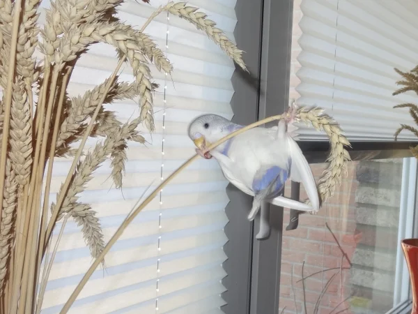 Wellensittich-Bild: Meine kleine Maus beim Klettern