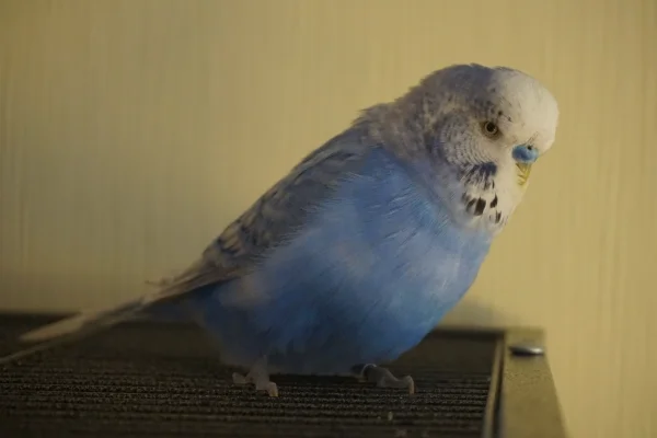 Wellensittich-Bild: Ich liebe sein Blau.
