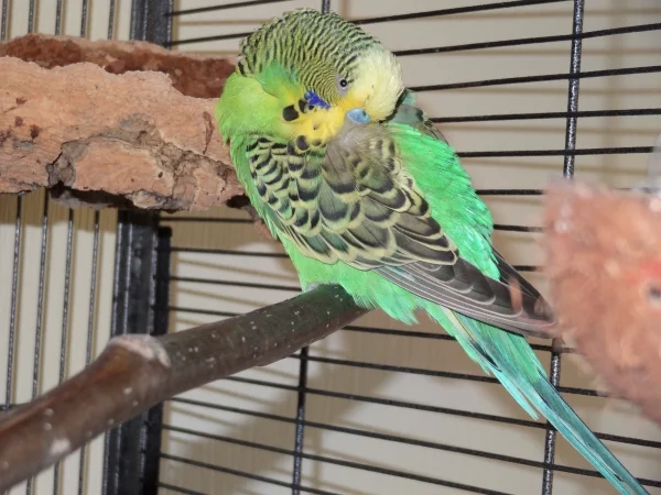Wellensittich-Bild: Mein kleiner Greis Rocky schläft sehr oft