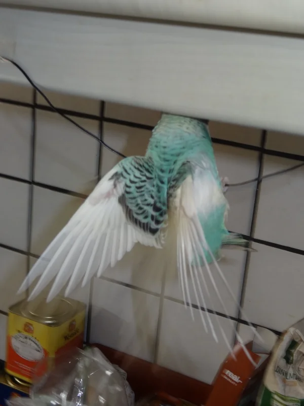 Wellensittich-Bild: Cookie versucht, überall zu landen