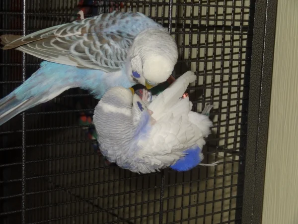 Wellensittich-Bild: Timmy mit seinem neuen Freund Blue